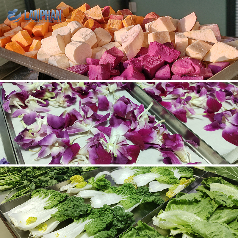 Vacuum Freeze Dryer Freeze Dryer Machine for Meat Pet Food Freeze Fruit Dryer